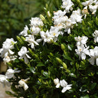 The Dwarf Gardenia Radicans (Gardenia jasminoides 'Radicans') by Wellspring Gardens features lush green foliage and abundant fragrant blooms, perfect for outdoor settings in natural sunlight.