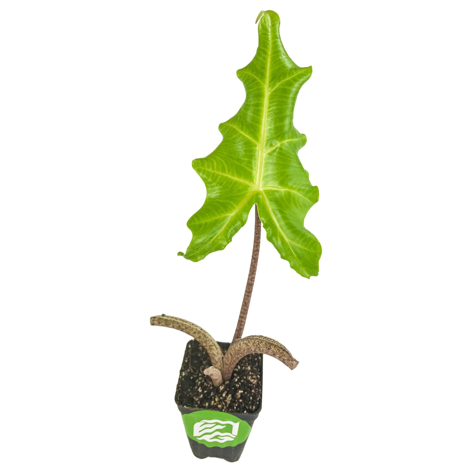 Golden Dragon Elephant Ear Alocasia Wellspring Gardens golden-dragon-elephant-ear-alocasia-wellspring-gardens