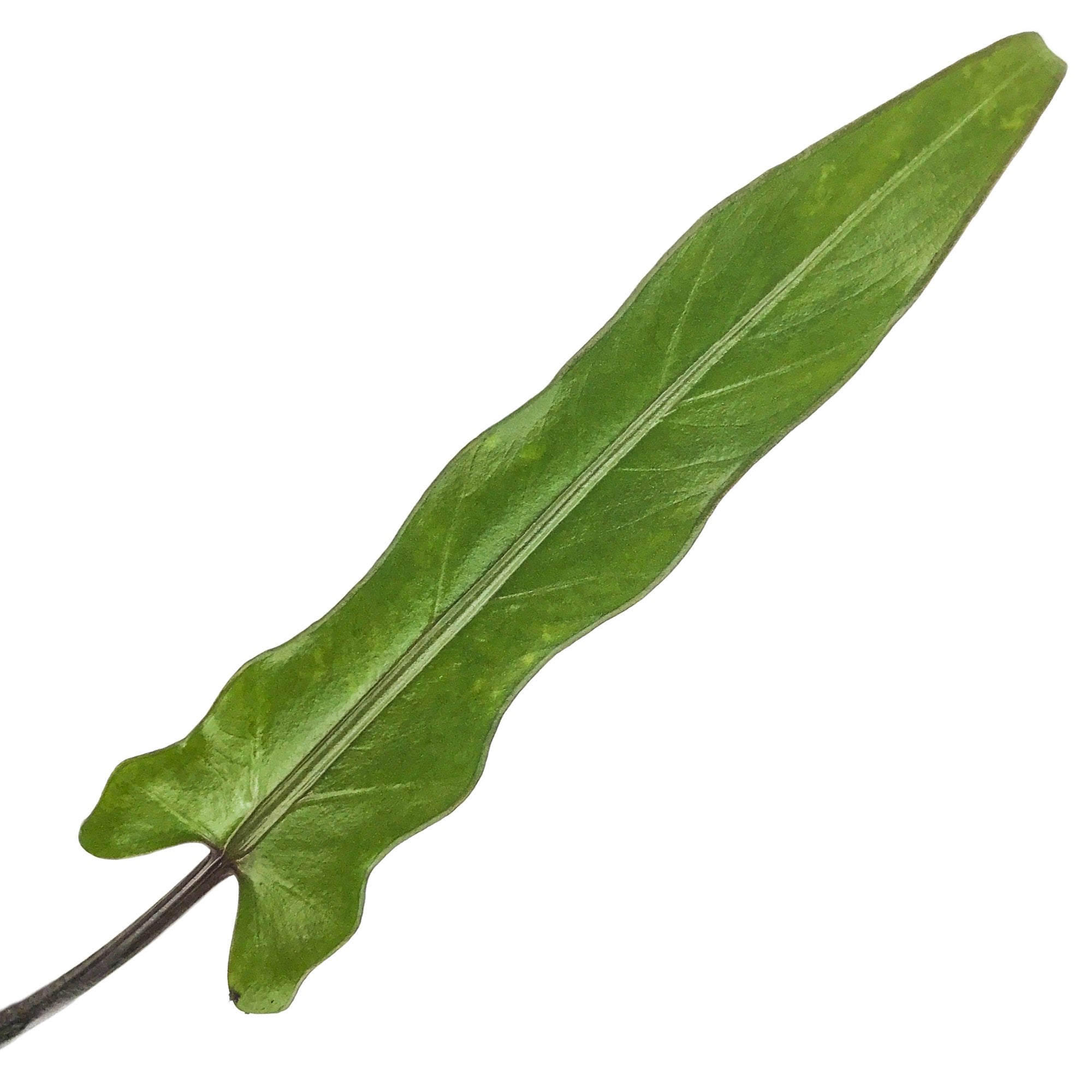 A single Lauterbachiana Purple Sword Leaf Elephant Ear (Alocasia) from Wellspring Gardens, featuring an elongated green leaf with wavy edges and a prominent central vein, isolated on a white background.