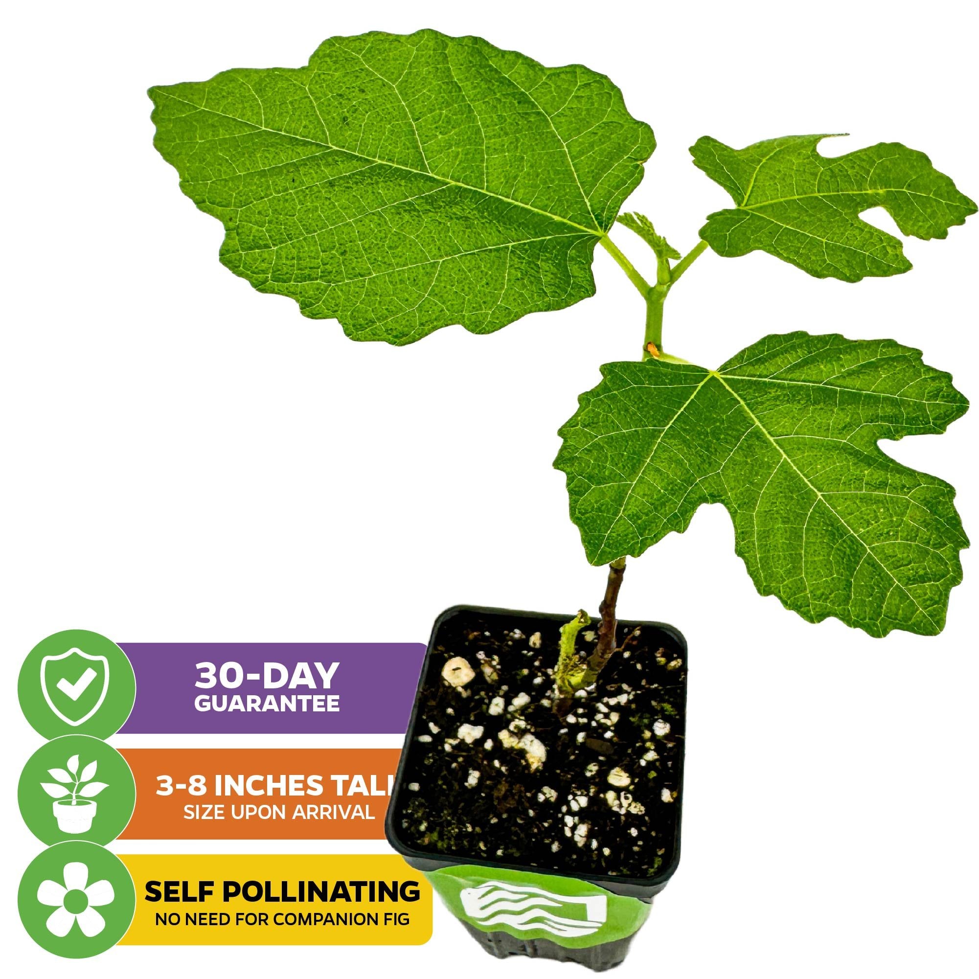 The Wellspring Gardens LSU Purple Fig (Ficus carica) comes as a small plant in a black pot with lush green leaves. Features: 30-day guarantee, arrives 3-8" tall, and is self-pollinating—no companion needed for sweet figs.