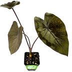 A Wellspring Gardens Black Ruffles Elephant Ear (Colocasia esculenta) in a pot features three large, dark green, heart-shaped leaves with ruffled edges and unique veins on long reddish stems, set against a white background.