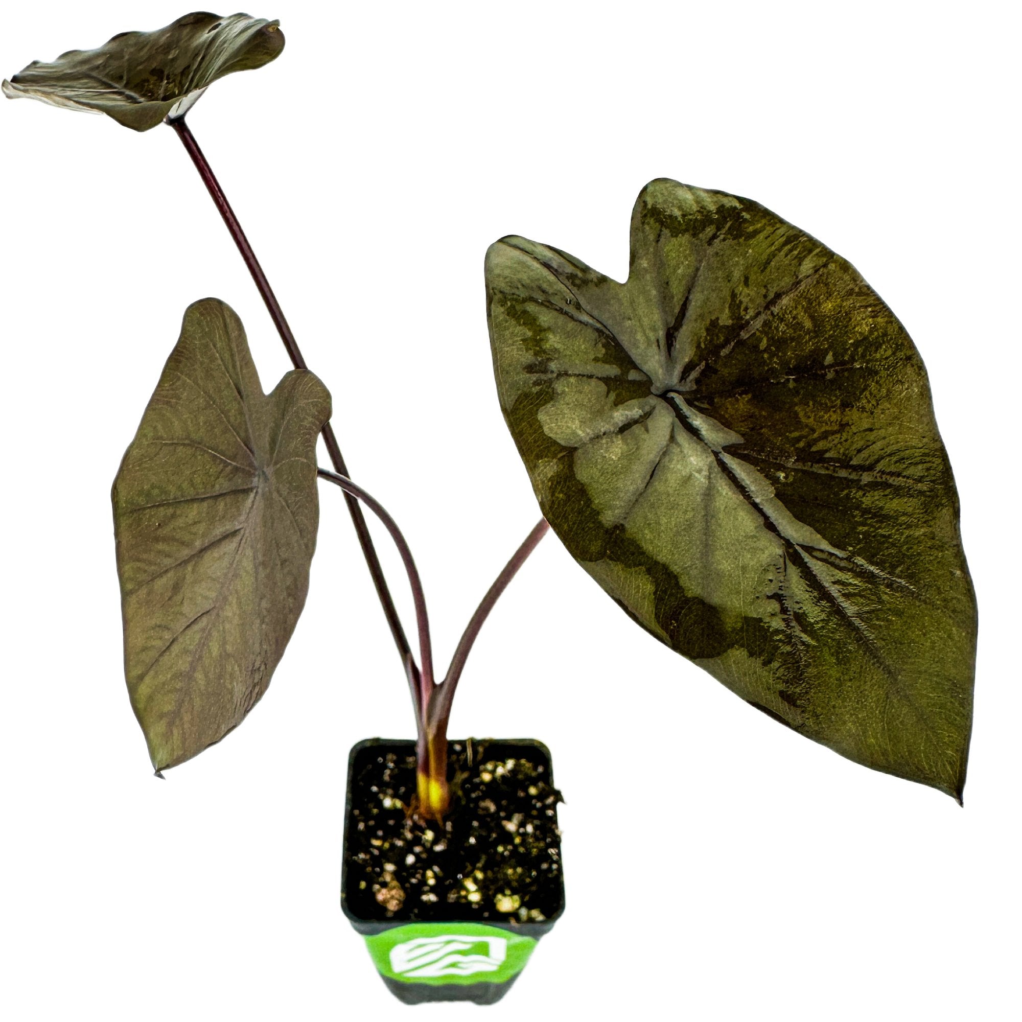 A Wellspring Gardens Black Ruffles Elephant Ear (Colocasia esculenta) in a pot features three large, dark green, heart-shaped leaves with ruffled edges and unique veins on long reddish stems, set against a white background.
