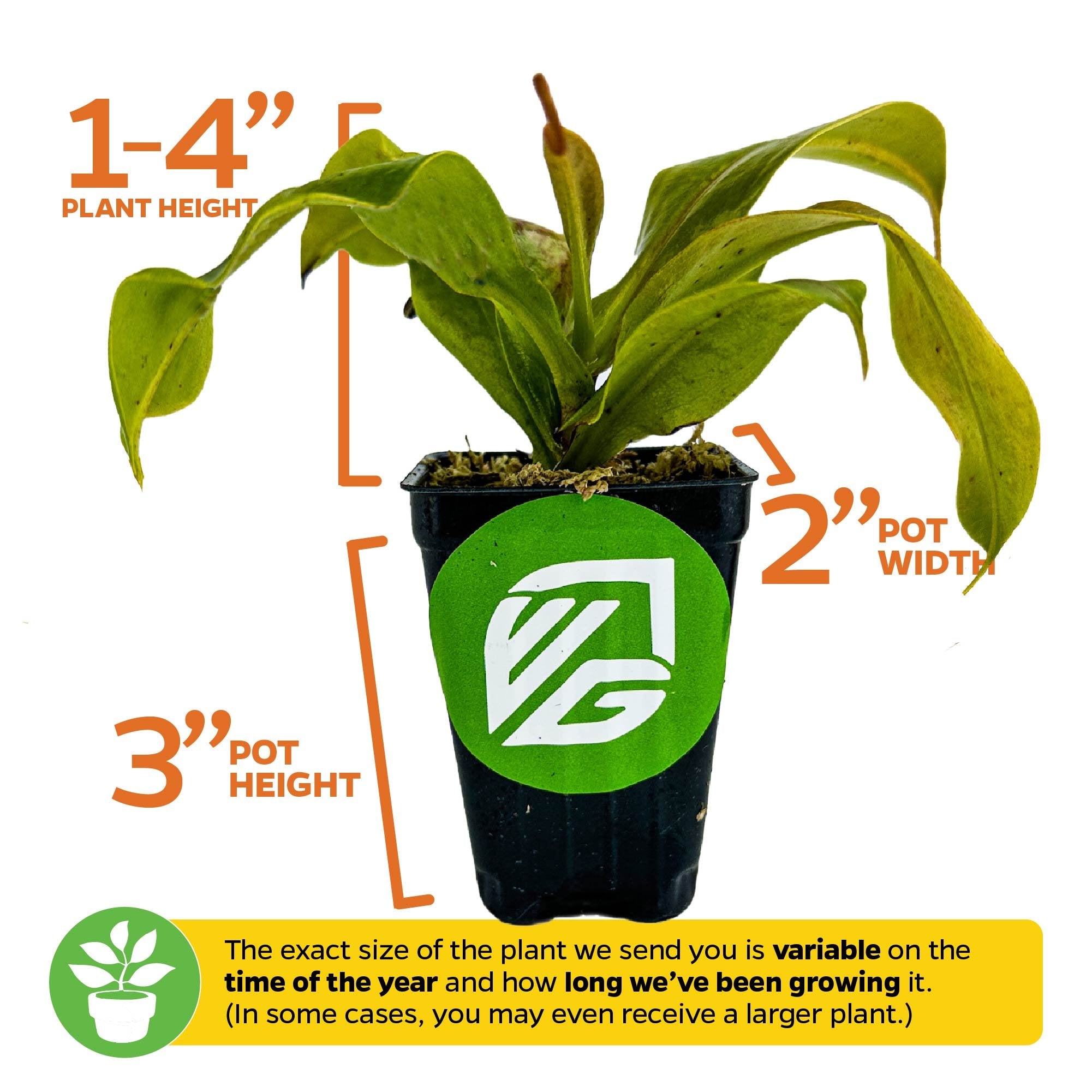 Wellspring Gardens’ St. Gaya Pitcher Plant Carnivorous (Nepenthes) comes in a black pot (2" wide, 3" tall), with plant height ranging 1–4 inches depending on growth and season—an easy-to-grow addition for any space.