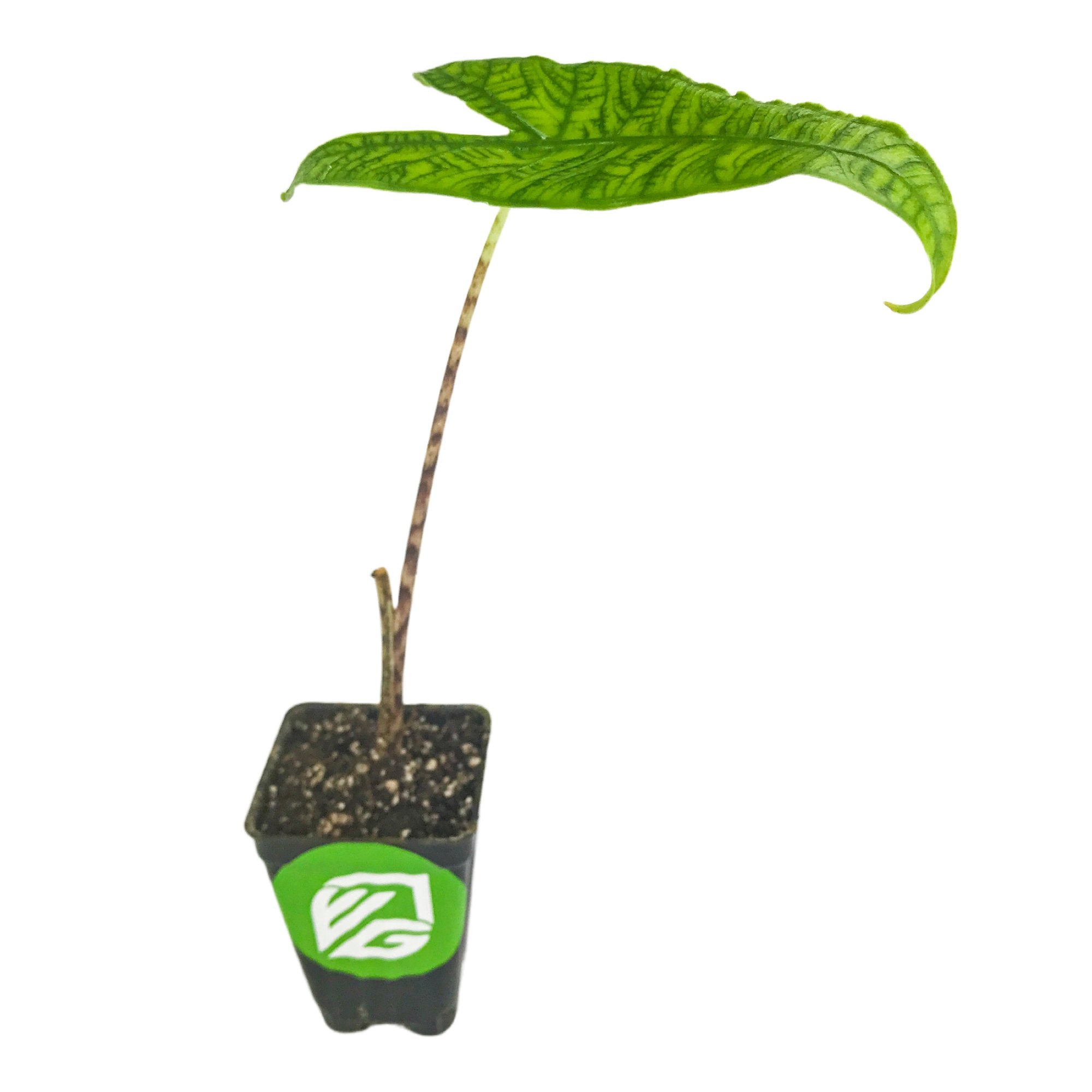 A small potted Reticulata Elephant Ear (Alocasia zebrina) from Wellspring Gardens features a single long stem with one large, textured green leaf. It comes in a black pot with the brand’s green and white logo against a plain white background.