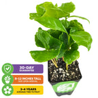 The Wellspring Gardens Live Coffee Plant + ‘I Grow My Own Coffee’ 18-OZ Travel Tumbler Gift Set features a Coffea Arabica, arrives 8–12" tall, comes with a 30-day guarantee, and in 3–4 years can fruit—ideal for home or patio.