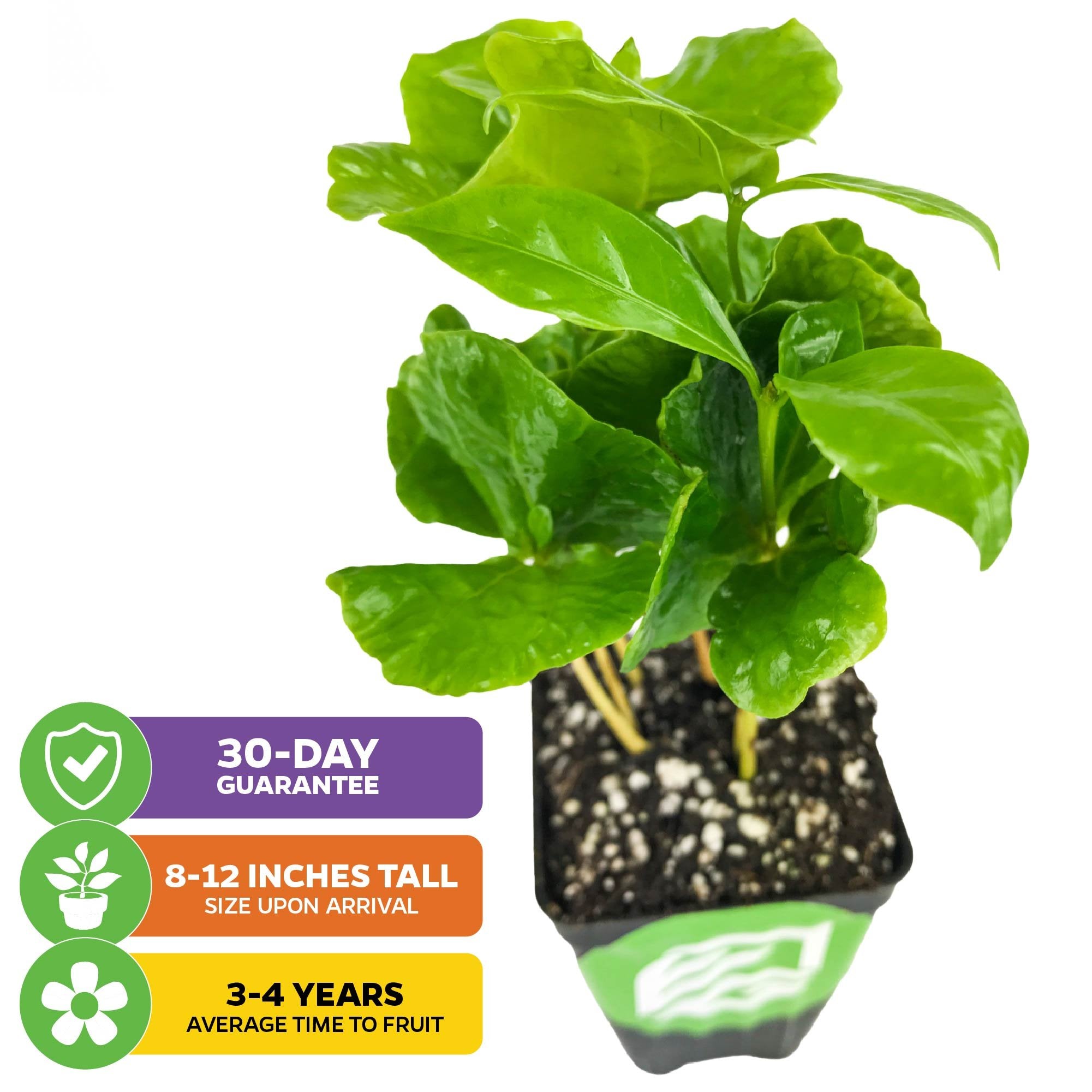 The Wellspring Gardens Live Coffee Plant + ‘I Grow My Own Coffee’ 18-OZ Travel Tumbler Gift Set features a Coffea Arabica, arrives 8–12" tall, comes with a 30-day guarantee, and in 3–4 years can fruit—ideal for home or patio.