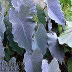 Large, heart-shaped dark purple leaves form a lush cluster on the Black Ruffles Elephant Ear (Colocasia esculenta). "Wellspring Gardens" appears in the lower left corner.