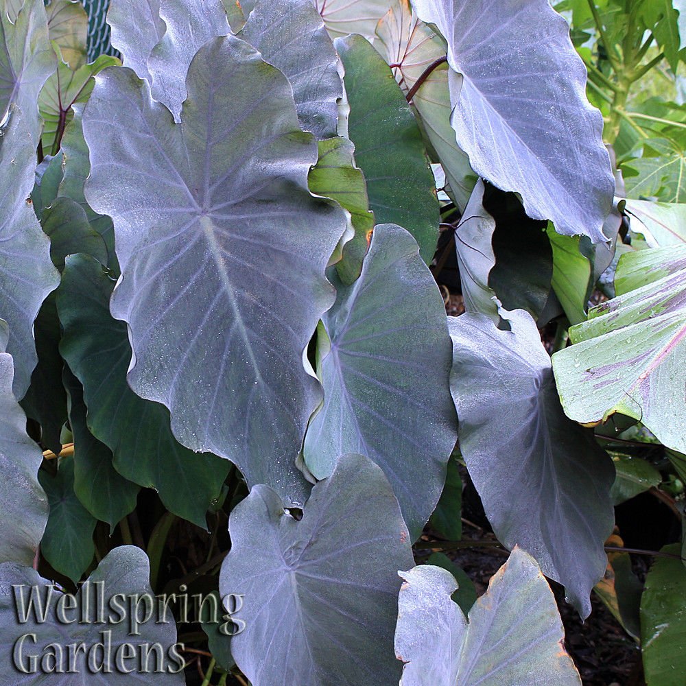 Large, heart-shaped dark purple leaves form a lush cluster on the Black Ruffles Elephant Ear (Colocasia esculenta). "Wellspring Gardens" appears in the lower left corner.