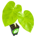 The Wellspring Gardens Maui Gold Elephant Ear (Colocasia) is a small potted plant with two large, bright green, heart-shaped leaves in a black container featuring a green and white label.