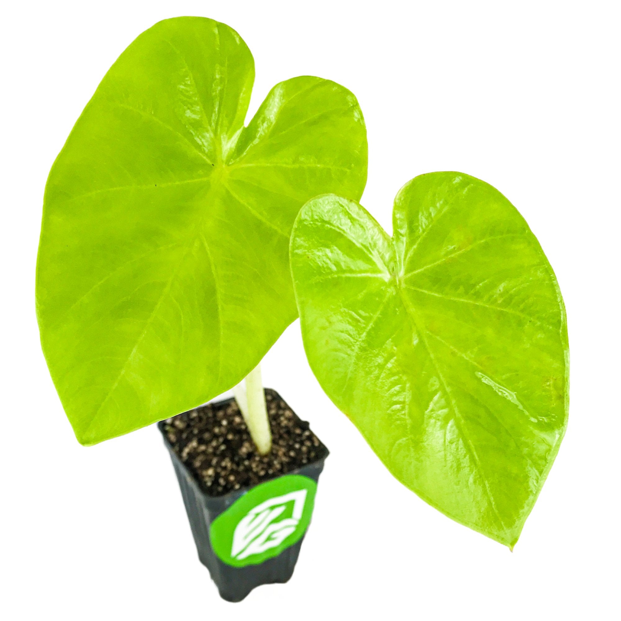 The Wellspring Gardens Maui Gold Elephant Ear (Colocasia) is a small potted plant with two large, bright green, heart-shaped leaves in a black container featuring a green and white label.