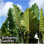 Large, bright green Portora Elephant Ear - Alocasia forms an upright clump beneath a blue, cloud-scattered sky. "Wellspring Gardens" appears in white text at the bottom left.