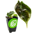 A small Azlanii 'Red Mambo' Elephant Ear (Alocasia azlanii) by Wellspring Gardens in a black pot with green logo sticker, featuring dark glossy leaves with vivid red veins—showcasing unique Malaysian Alocasia beauty.