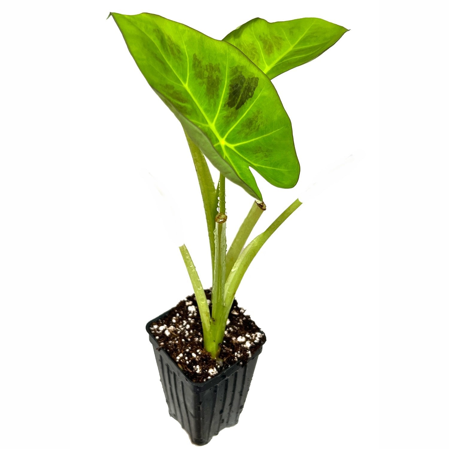 Colocasia Maximus Gigante Elephant Ear - Colocasia