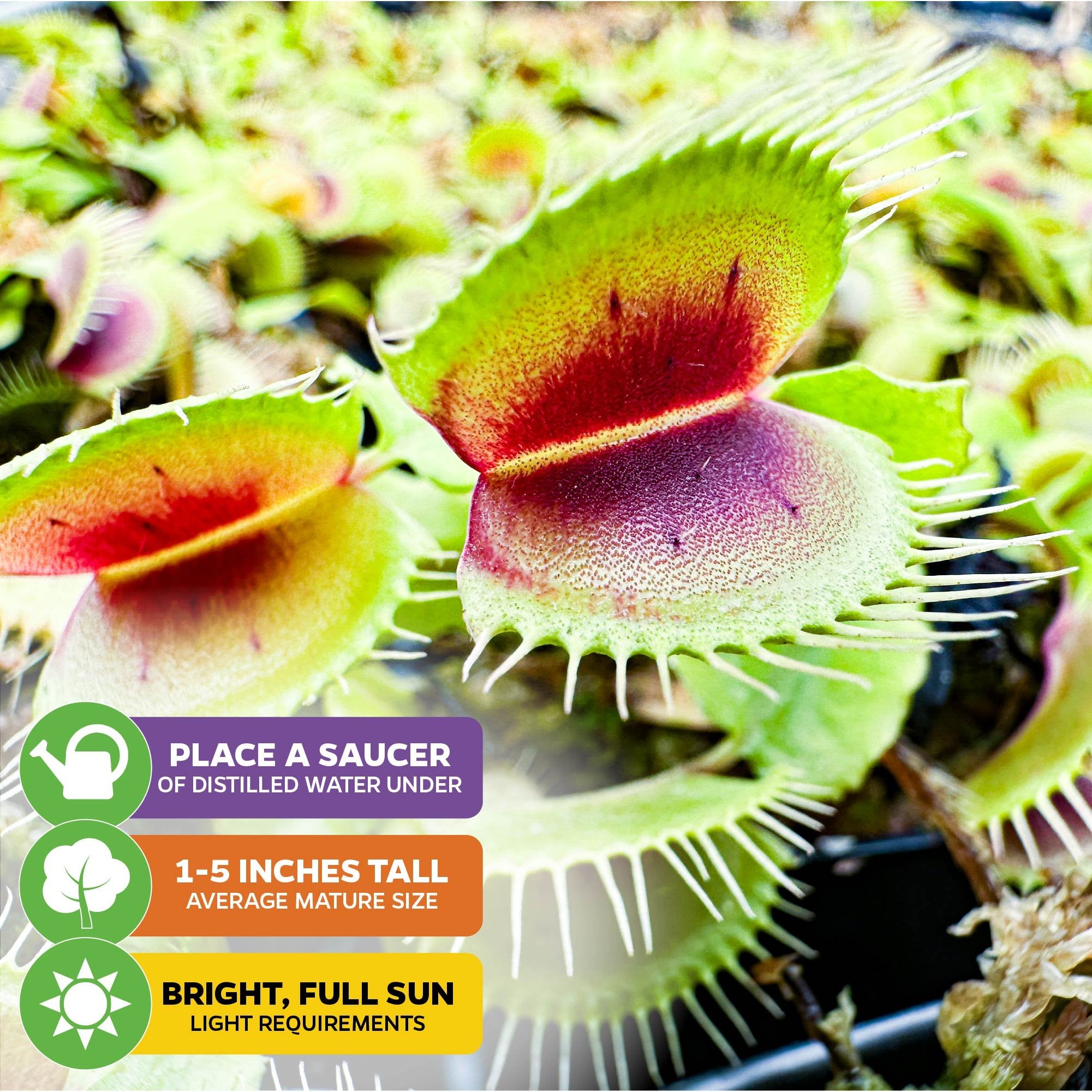 Close-up of a Mammoth Venus Fly Trap (Dionaea muscipula) by Wellspring Gardens with green-red leaves. Care icons: use distilled water in a saucer, keep indoors, 1–5" tall, and provide bright full sun.