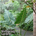 Sarian Elephant Ear (African Mask) - Alocasia, from Wellspring Gardens, displays large, green, deeply lobed leaves lining a garden path surrounded by lush vegetation. "Wellspring Gardens" appears in white at the bottom left corner.