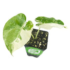 The Wellspring Gardens Variegated Elephant Ear - Alocasia is a small potted plant with two large heart-shaped green and white variegated leaves, presented in a black container with a green label, isolated on white.