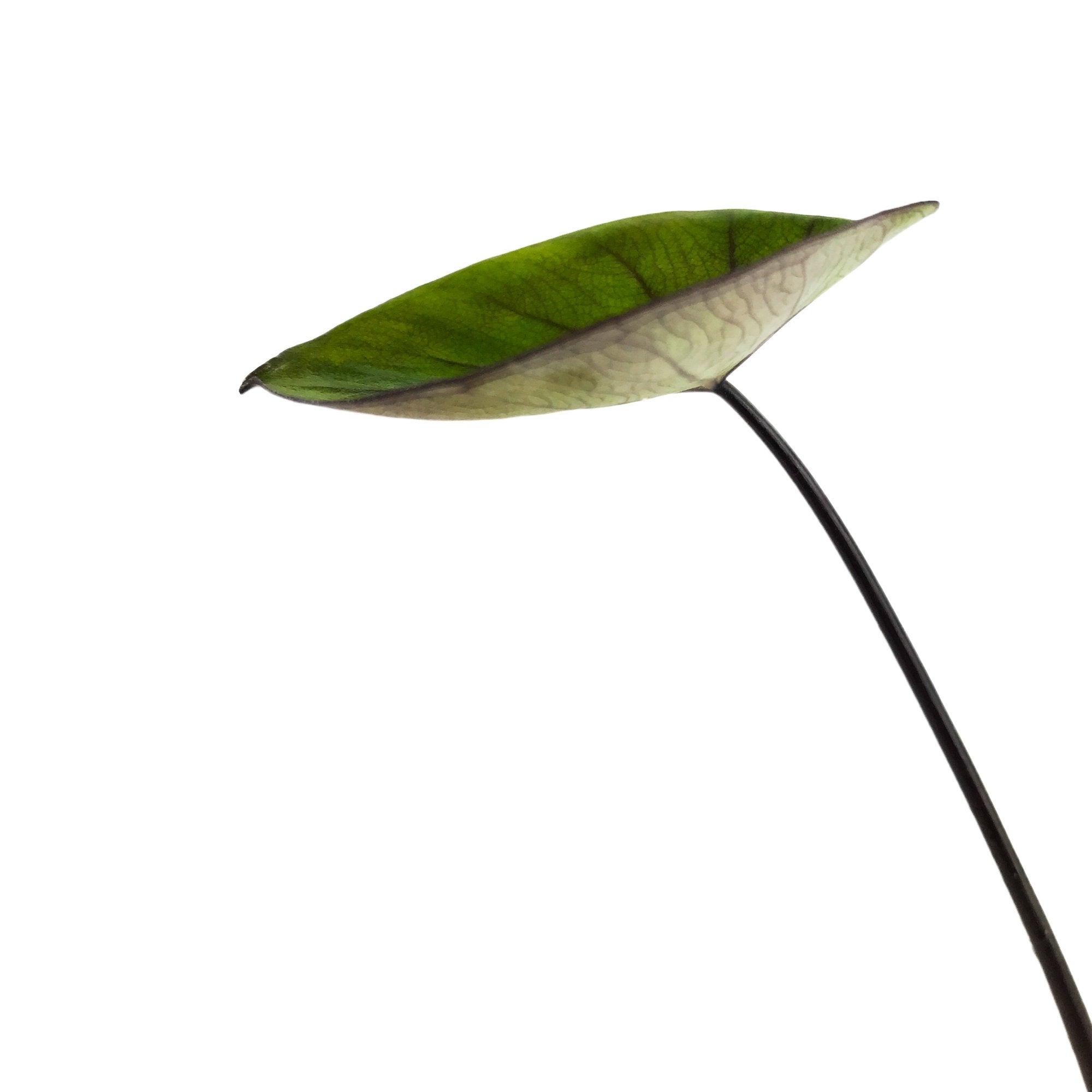 The Bikini Tini Elephant Ear (Colocasia esculenta) by Wellspring Gardens features a single large green leaf with cupped shape and dark veins on a long stem, isolated against a white background and viewed from below at an angle.