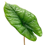 A glossy, textured leaf of the Wellspring Gardens Platinum Elephant Ear (Alocasia) with deep veins and a slight split at one end, shown isolated on white; this easy-care plant boasts an elegant, elongated green form.