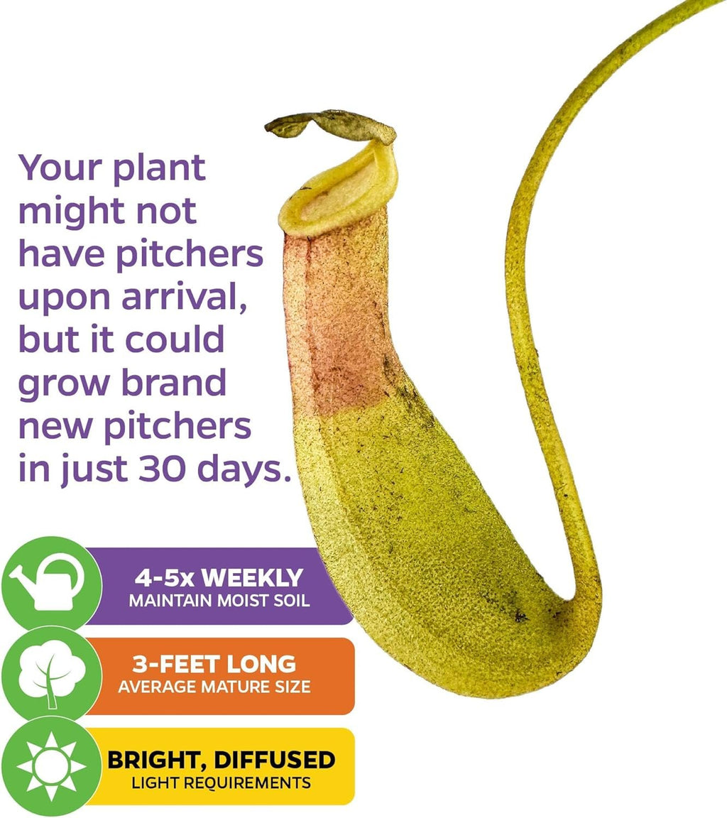 Lemon Alata Live Carnivorous Pitcher Plant - Nepenthes alata