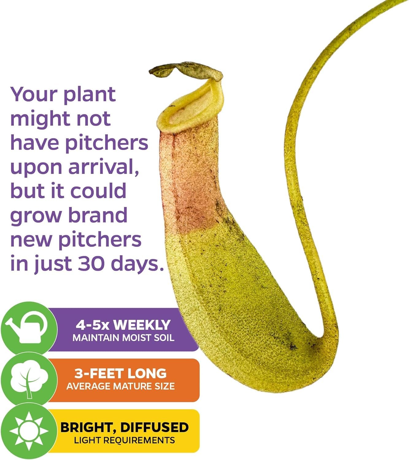The Wellspring Gardens Lemon Alata Live Carnivorous Pitcher Plant (Nepenthes alata) features a yellow-green hue and curled lid. It may arrive without pitchers but can grow new ones in 30 days. Needs bright, diffused light and watering 4–5x weekly.
