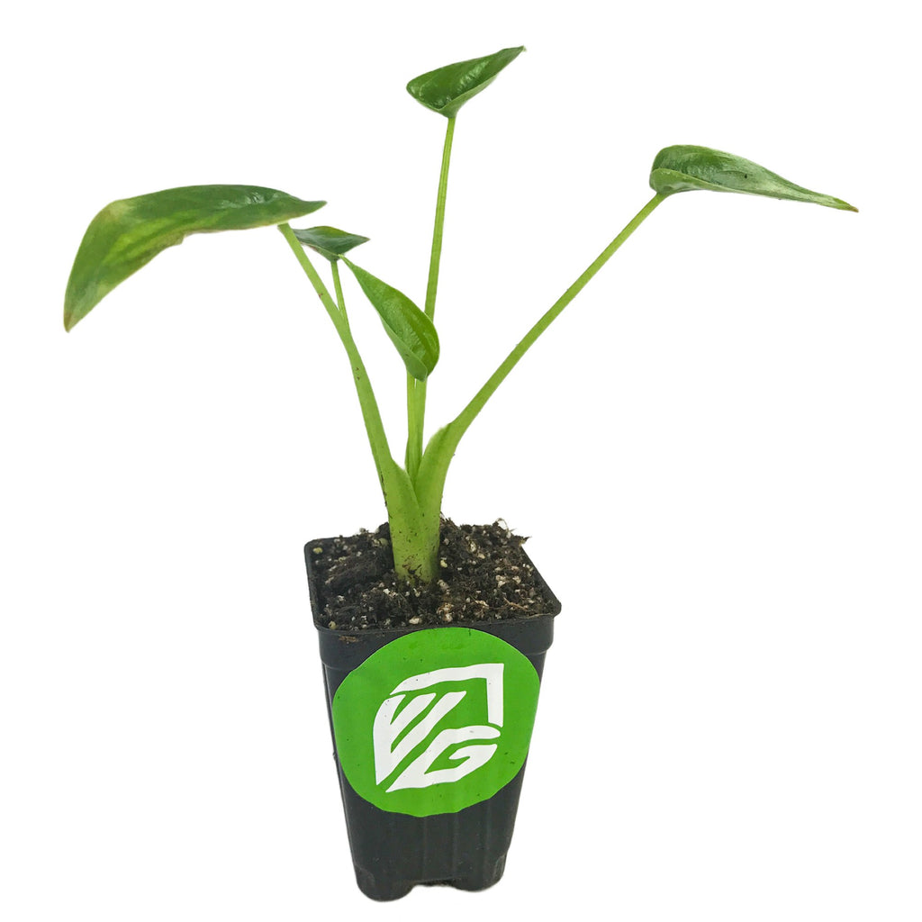 Tiny Dancer Elephant Ear (Tiny Dancers) - Alocasia