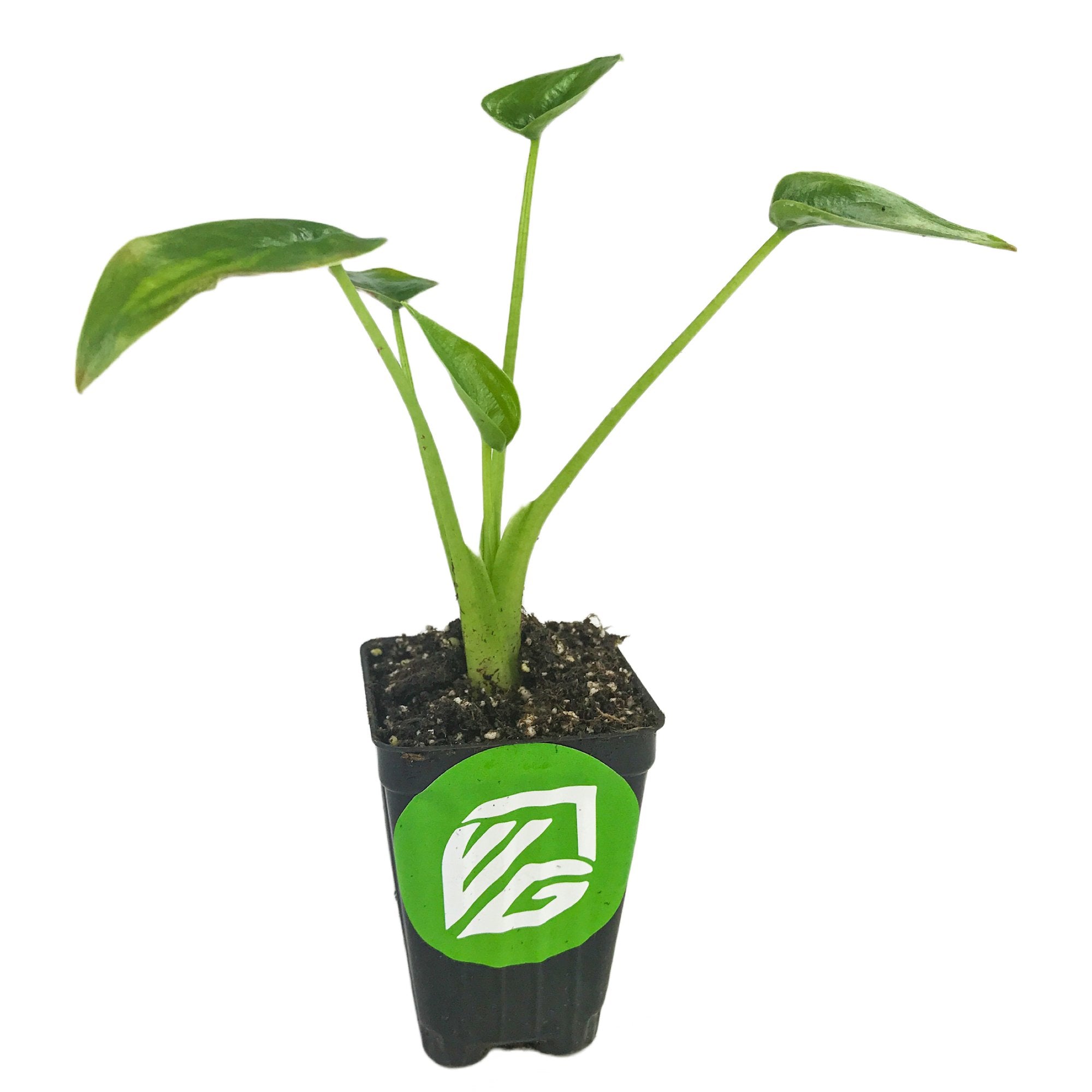 The Tiny Dancer Elephant Ear (Alocasia) from Wellspring Gardens features sturdy stems and lush leaves in a black plastic pot with a green and white circular logo, thriving best in sun to part sun conditions.