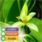 Close-up of a Vanilla Bean Orchid (Vanilla planifolia) by Wellspring Gardens, showcasing yellow-green petals and lush leaves. Care icons: water 4-5 times weekly, grows up to 40 ft, thrives as a tropical houseplant in full shade.