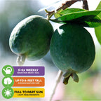 Two green Pineapple Guava (Feijoa) - Acca sellowiana fruits from Wellspring Gardens hang on a leafy branch. Tips: water 5-6x/week, grows up to 8 ft, needs full/part sun. Self-fertile and great as a landscape shrub.