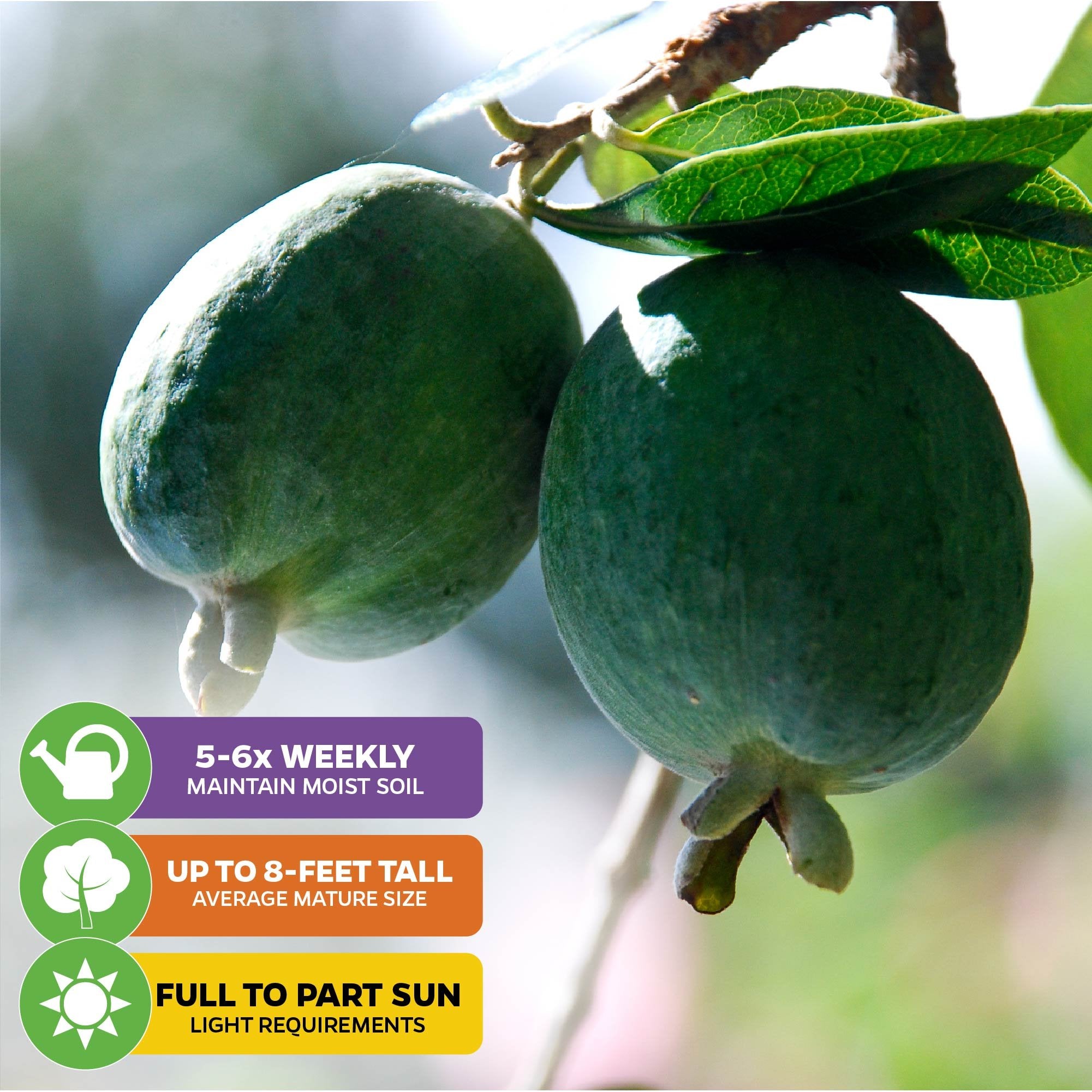 Two green Pineapple Guava (Feijoa) - Acca sellowiana fruits from Wellspring Gardens hang on a leafy branch. Tips: water 5-6x/week, grows up to 8 ft, needs full/part sun. Self-fertile and great as a landscape shrub.