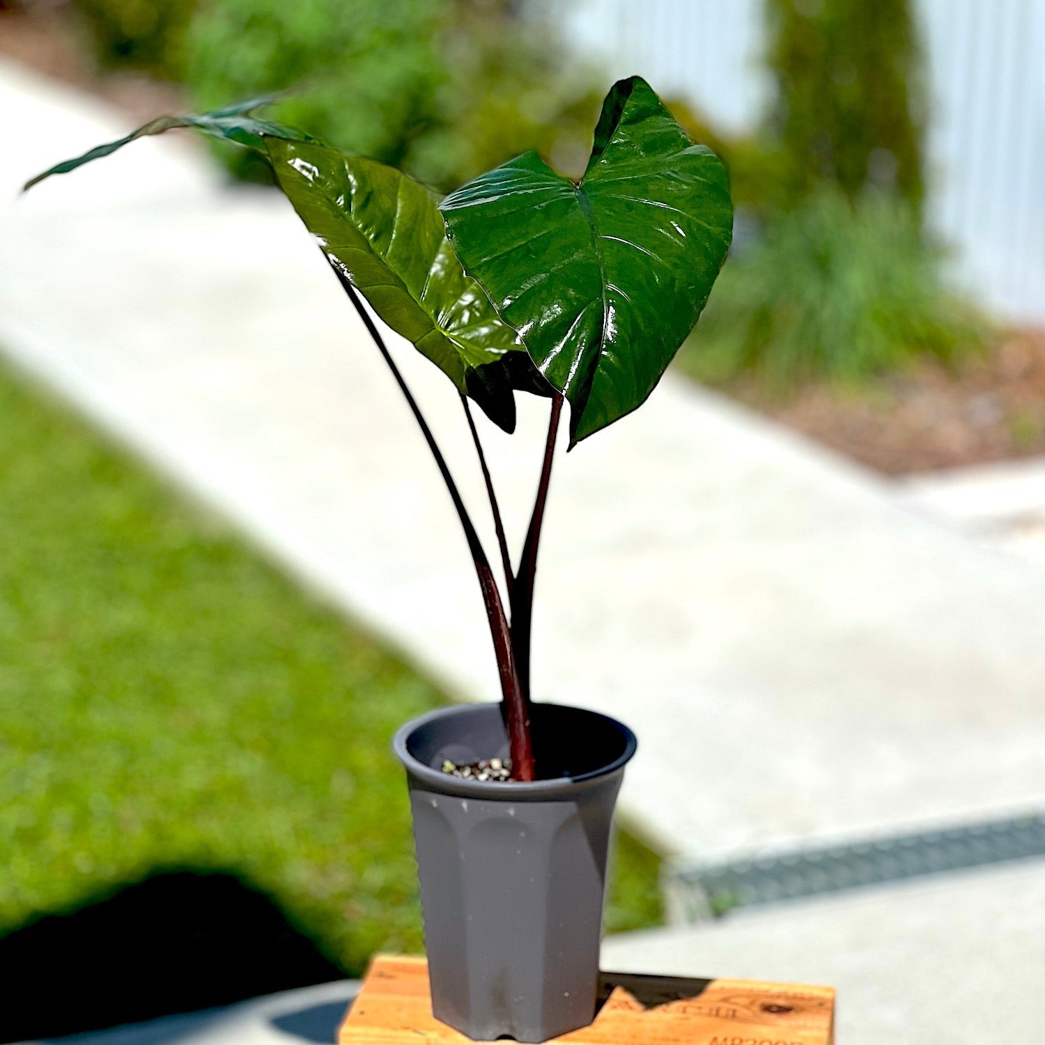 A Wellspring Gardens Metallica Elephant Ear (Alocasia plumbae) with large, glossy dark green leaves and dark stems rests on a wooden surface outside, with grass and a blurred pathway in the background.