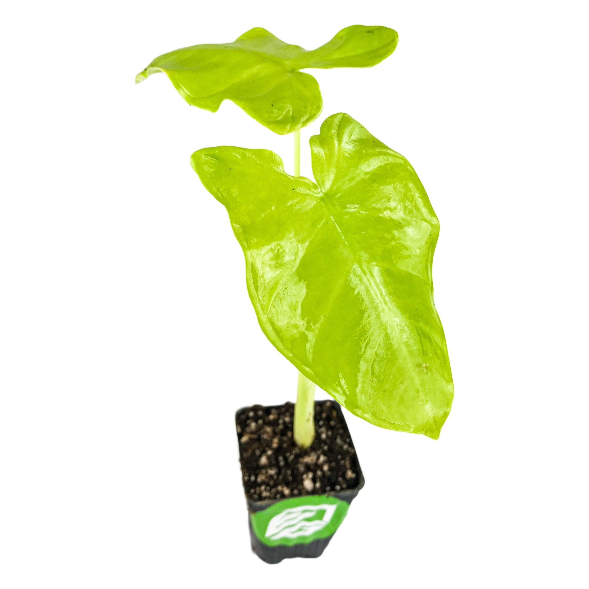 A Wellspring Gardens Lime Zinger Elephant Ear (Xanthosoma aurea) in a black pot, featuring two large neon green heart-shaped leaves, potted in soil and isolated on a white background.