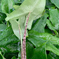 Close-up of lush, water-dappled leaves with a vibrant Alocasia tigrina (Tigrina Elephant Ear) and long, striped stems with purple streaks in the foreground. Wellspring Gardens product.