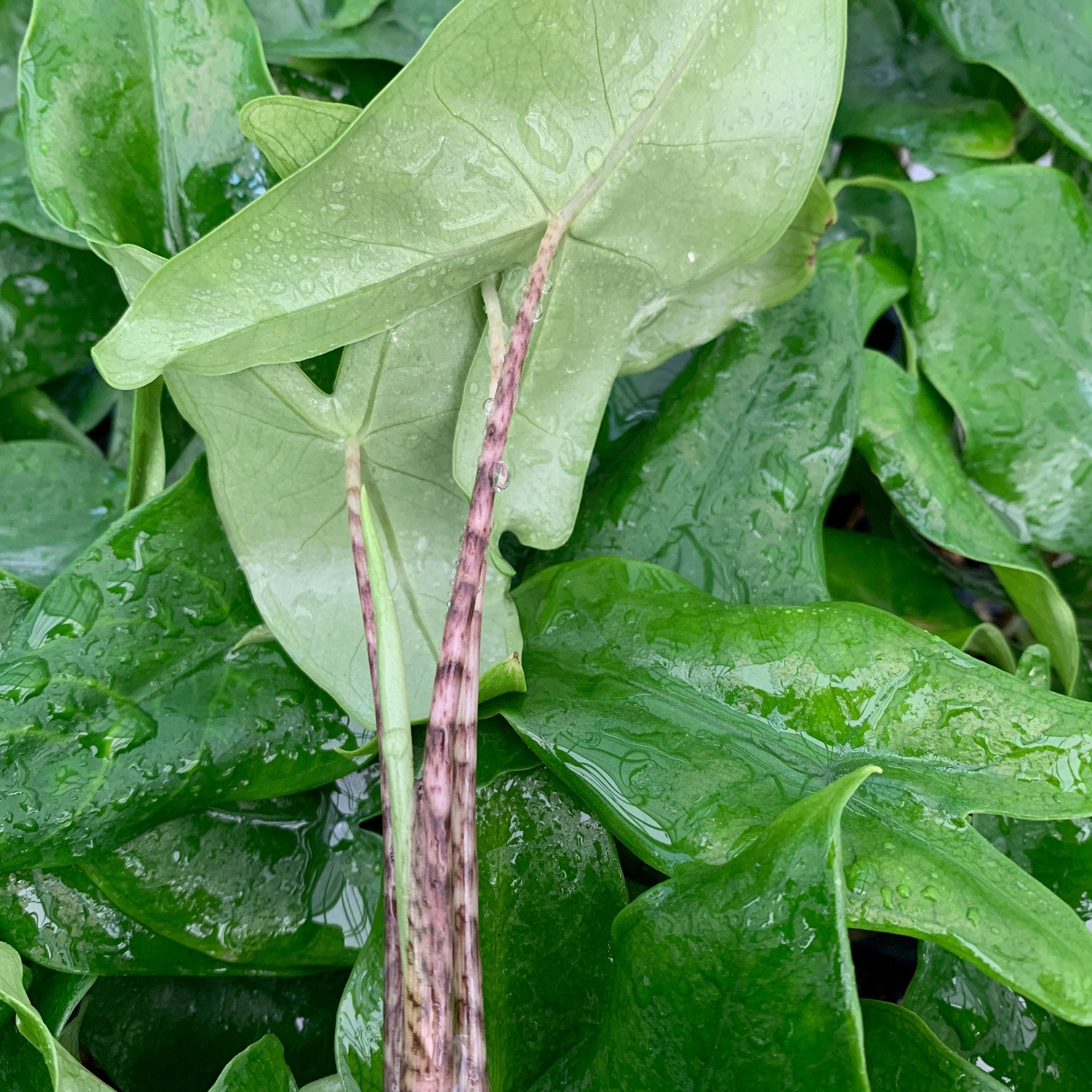 Close-up of lush, water-dappled leaves with a vibrant Alocasia tigrina (Tigrina Elephant Ear) and long, striped stems with purple streaks in the foreground. Wellspring Gardens product.