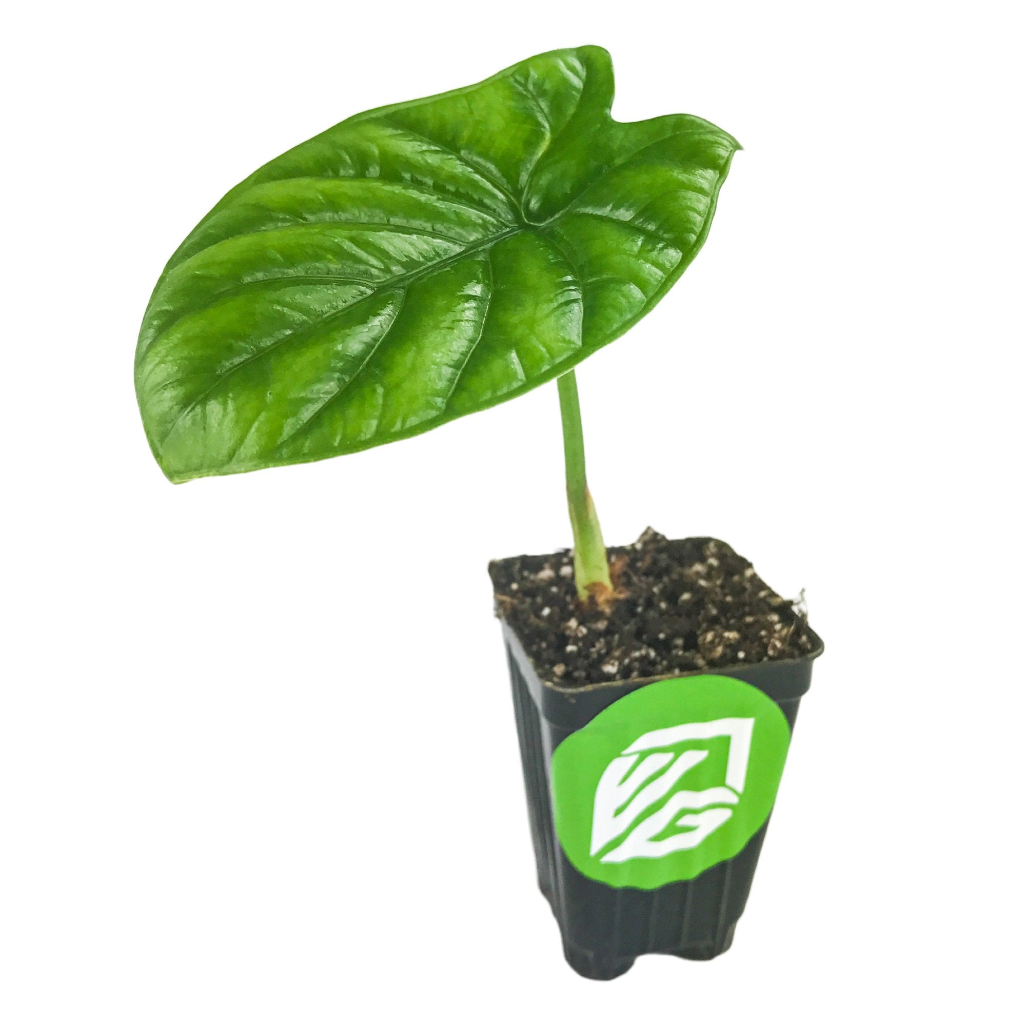 The Quilted Dreams Elephant Ear (Alocasia sinuata) by Wellspring Gardens features a single large, glossy green leaf on a short stem in soil, housed in a black pot with the Wellspring Gardens green and white logo. The background is white.
