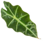 A single glossy green Polly Elephant Ear (Dwarf Amazonica) - Alocasia leaf by Wellspring Gardens features bold white veins on a white background, making an elegant indoor accent.