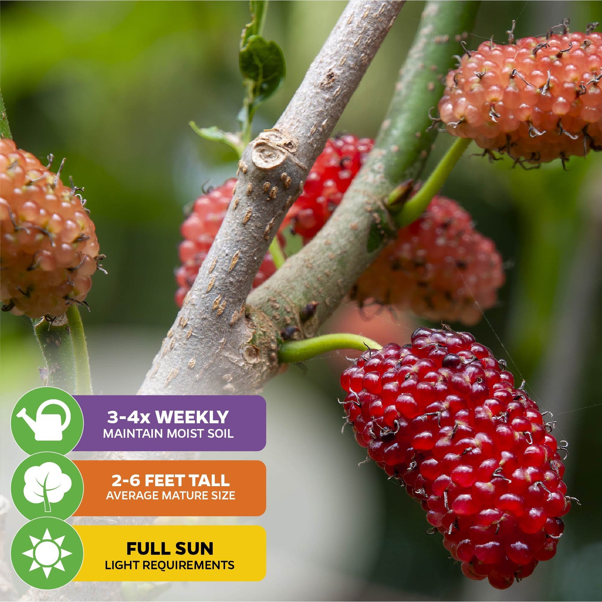 Dwarf Everbearing Black Mulberry Tree - Morus nigra