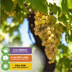 A cluster of Wellspring Gardens' Blanc du Bois Grape (Vitis labrusca) hangs from a sunlit vine. Icons show: water 4-5x weekly, grows 8-10 ft, needs full sun. Ideal for Southeastern U.S. winemaking.