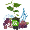 A young Sherbet Berry – Grewia asiatica shrub from Wellspring Gardens sits in a black pot with a green logo, surrounded by purple and green berries and water splashes on a white background.