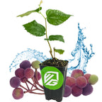 A young Sherbet Berry – Grewia asiatica shrub from Wellspring Gardens sits in a black pot with a green logo, surrounded by purple and green berries and water splashes on a white background.
