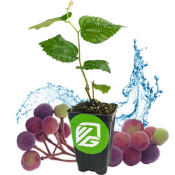 A young Sherbet Berry – Grewia asiatica shrub from Wellspring Gardens sits in a black pot with a green logo, surrounded by purple and green berries and water splashes on a white background.