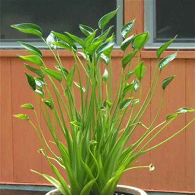 The Wellspring Gardens Tiny Dancer Elephant Ear (Alocasia 'Tiny Dancers') features long, slender green stems and narrow, pointed leaves. It thrives in sun to part sun and looks great in front of a wooden wall with windows.