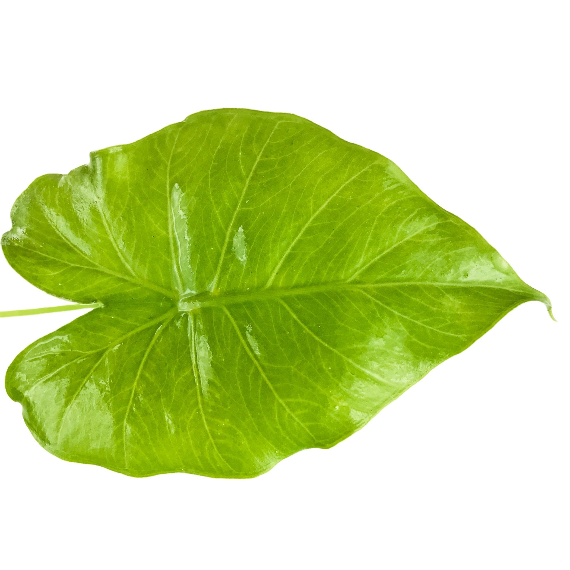 A vibrant green Odora Elephant Ear (Alocasia odora) leaf from Wellspring Gardens, featuring a smooth, shiny surface and visible veins, isolated on white.