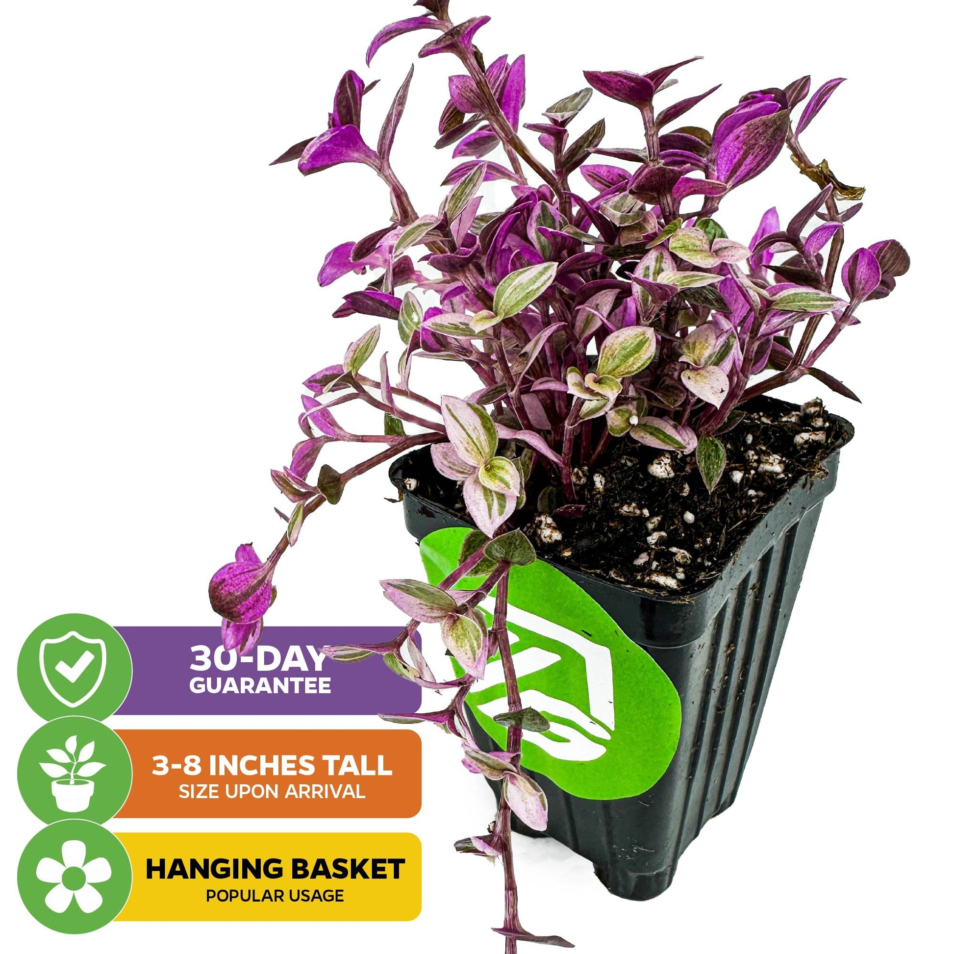 Pink Panther Plant - Tradescantia Callisia repens