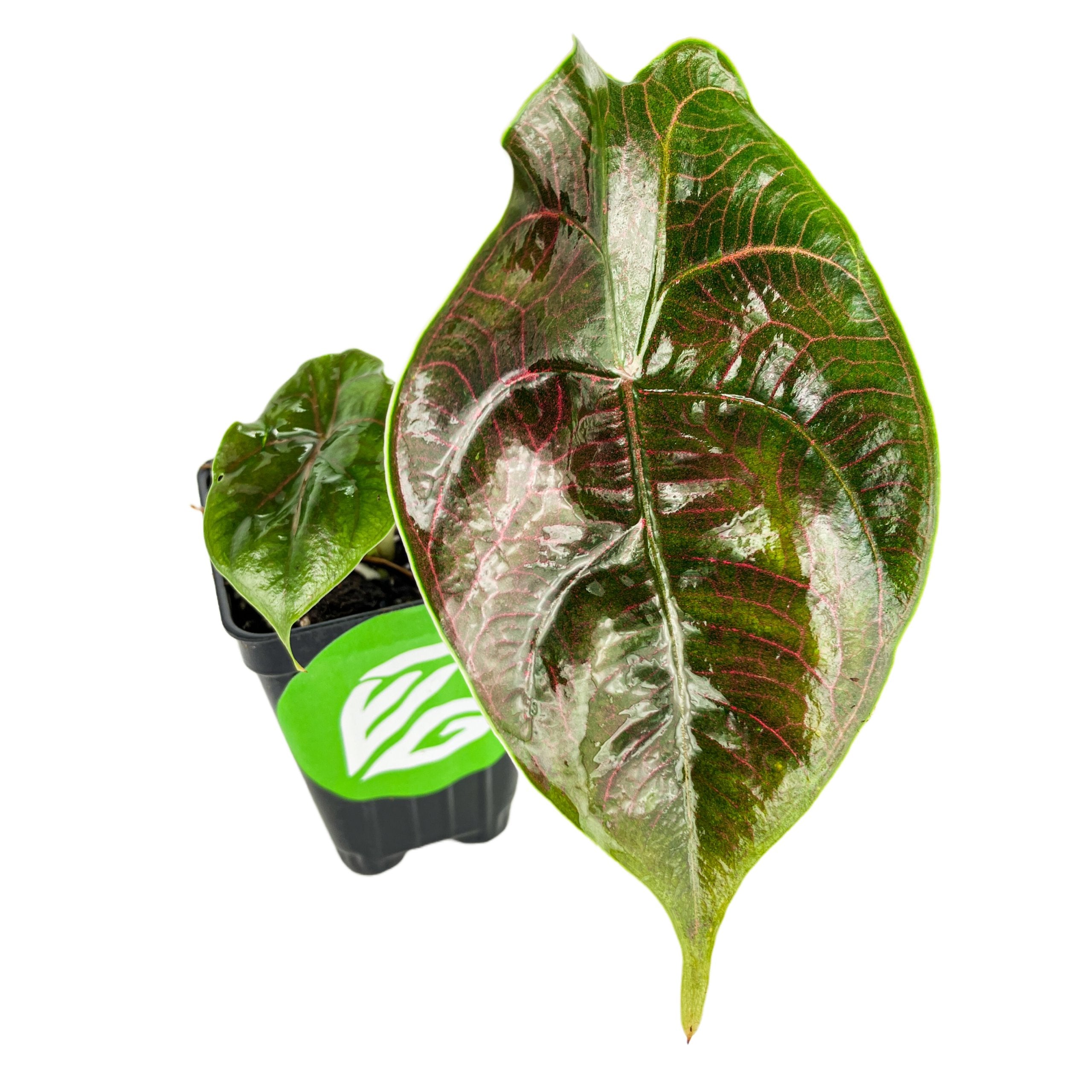 A potted Azlanii 'Red Mambo' Elephant Ear (Alocasia azlanii) by Wellspring Gardens, featuring a large, glossy heart-shaped leaf in deep green, red, and pink with detailed veins and a smaller leaf behind it on a white background.