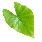 A single large, vibrant Green Goddess Elephant Ear (Alocasia puber) leaf from Wellspring Gardens, featuring a glossy surface and visible veins, isolated on a white background.