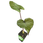 The Wellspring Gardens Metalhead Elephant Ear (Alocasia) is a small potted plant with two large, green, heart-shaped leaves and visible veins, set in dark soil in a black plastic container with a green and white label.