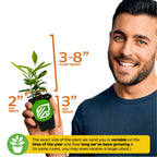 A smiling person holds a Wellspring Gardens Night Blooming Jasmine (Cestrum nocturnum) in a 2-inch pot (3" tall), with plant height between 3–8". Note: Plant size may vary by growth and season.