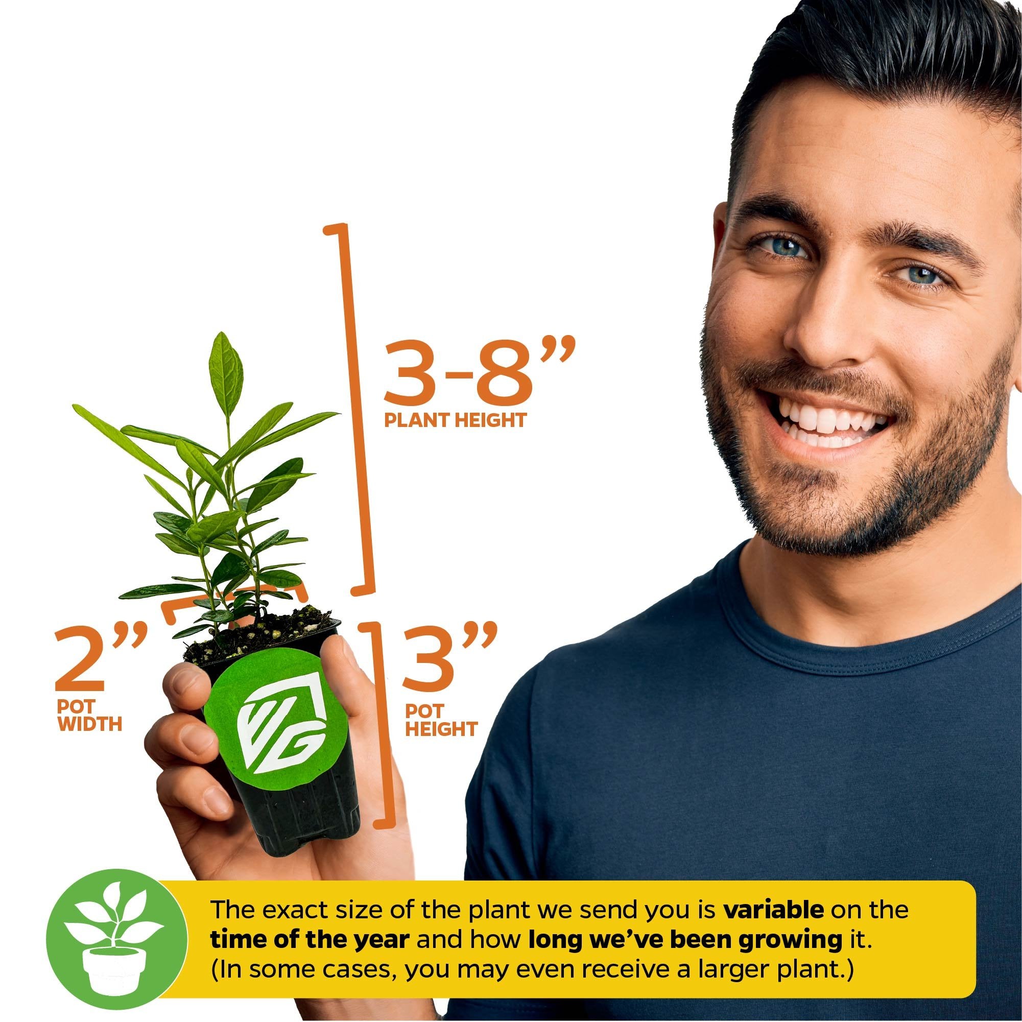 A smiling person holds a Wellspring Gardens Night Blooming Jasmine (Cestrum nocturnum) in a 2-inch pot (3" tall), with plant height between 3–8". Note: Plant size may vary by growth and season.