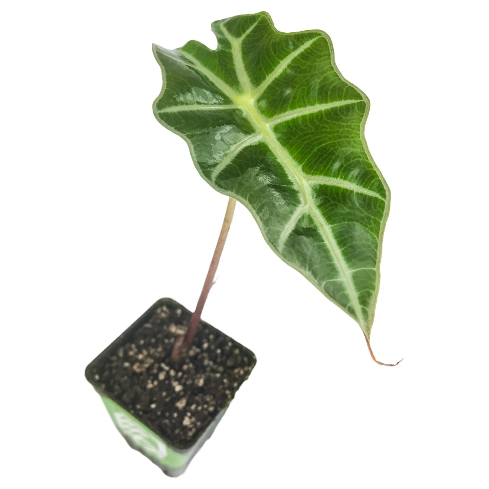 Polly Elephant Ear (Dwarf Amazonica) - Alocasia