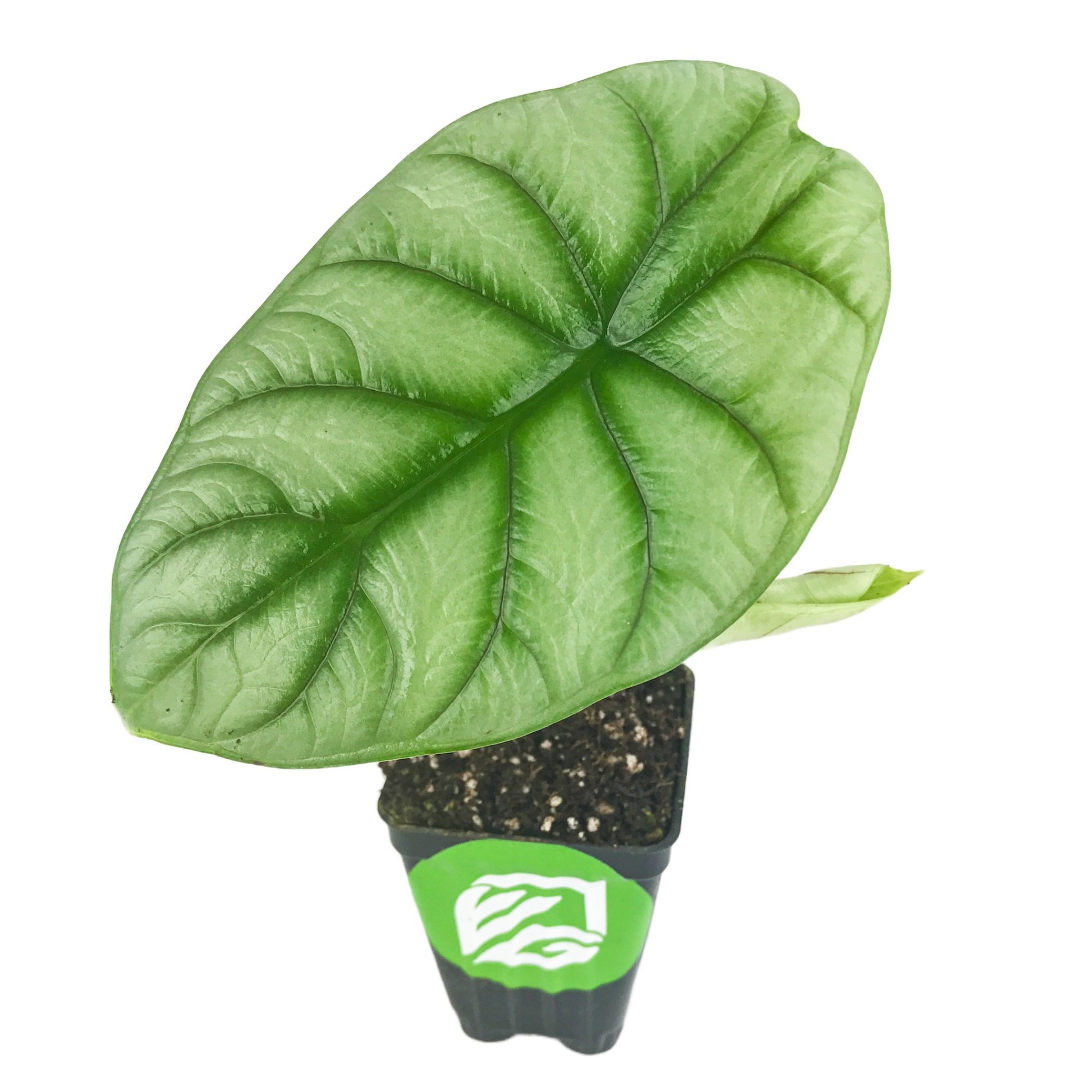 Silver Dragon Elephant Ear - Alocasia baginda